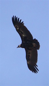 Madrid tailor-made birding trip observations